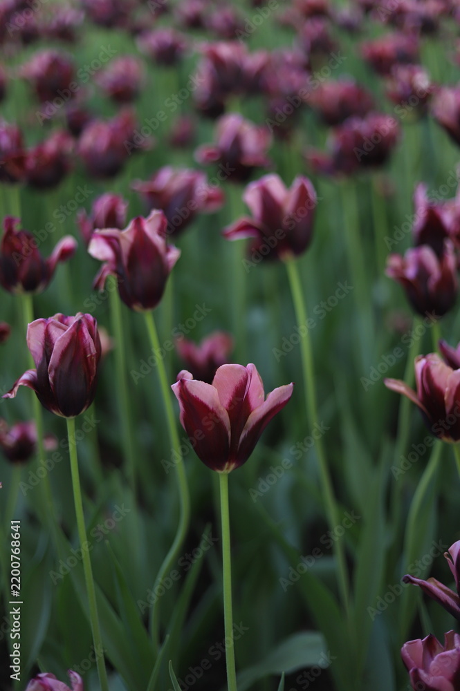 Obraz premium Beautiful Dark Purple with Pink Lilac Edges Hakuun Tulips in Full Bloom at the Canadian Tulip Festival, Ottawa, Ontario, Canada