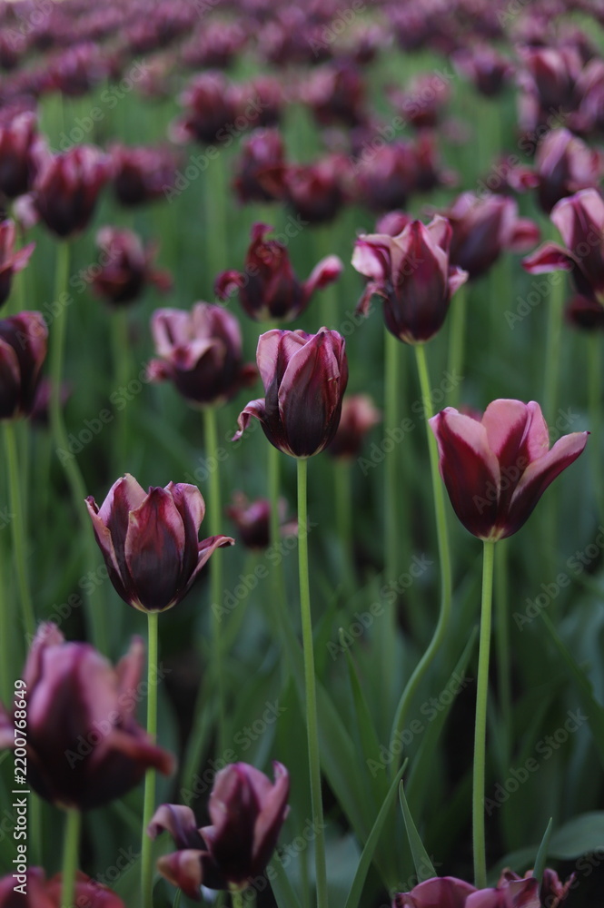 Fototapeta premium Beautiful Dark Purple with Pink Lilac Edges Hakuun Tulips in Full Bloom at the Canadian Tulip Festival, Ottawa, Ontario, Canada