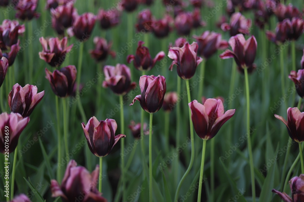 Fototapeta premium Beautiful Dark Purple with Pink Lilac Edges Hakuun Tulips in Full Bloom at the Canadian Tulip Festival, Ottawa, Ontario, Canada
