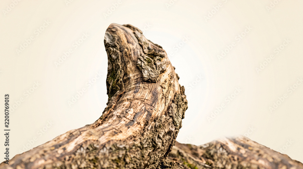Fototapeta premium Detailed textured tree trunk with rough bark against soft cream background