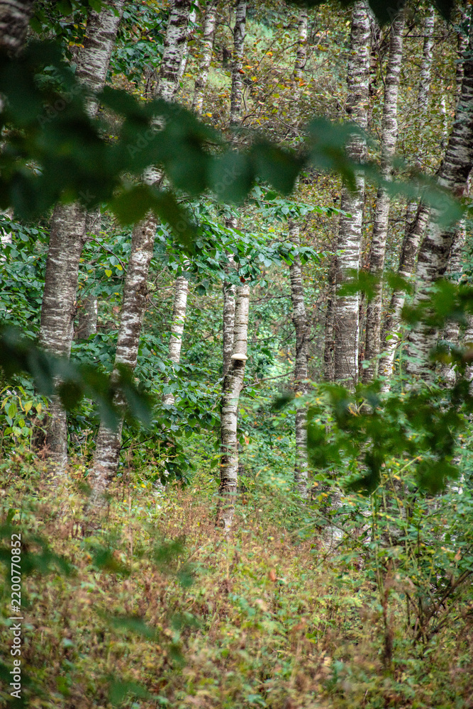 Obraz premium woods in the mountains