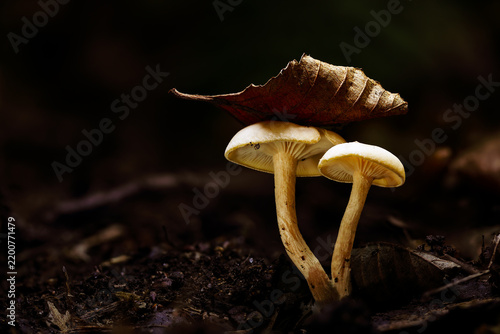 Cuadro en lienzo Two Gymnopilus penetrans mushrooms growing from decaying wood beneath a dry autumn leaf, photographed in natural forest light with visible yellow gills and a dark woodland background