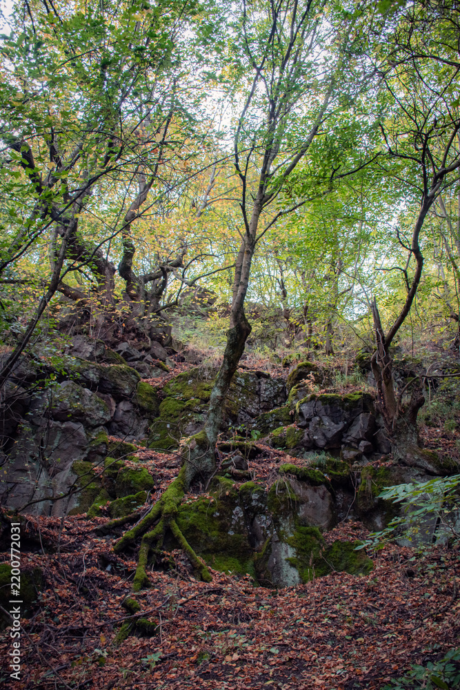 Obraz premium woods in the mountains