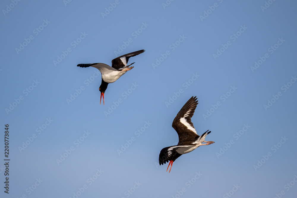 Obraz premium oystyercatcher in flight