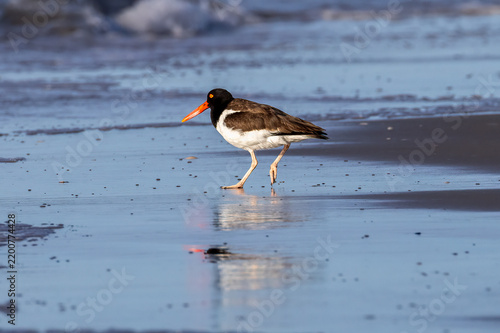 Foto oystercatcher, wildlife
