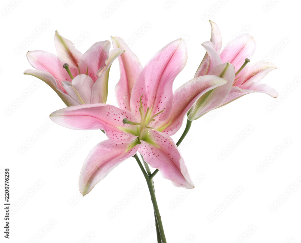 Obraz premium Beautiful pink lily flowers isolated on white