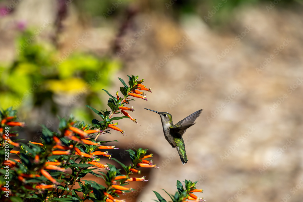 Fototapeta premium hummingbird in flight
