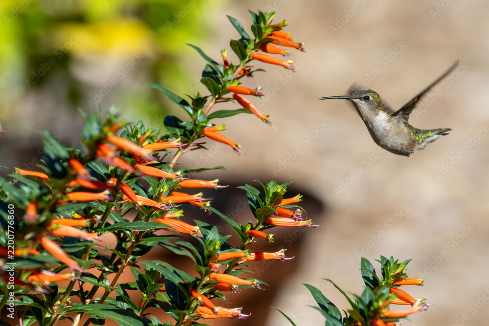 Fototapeta premium hummingbird in flight