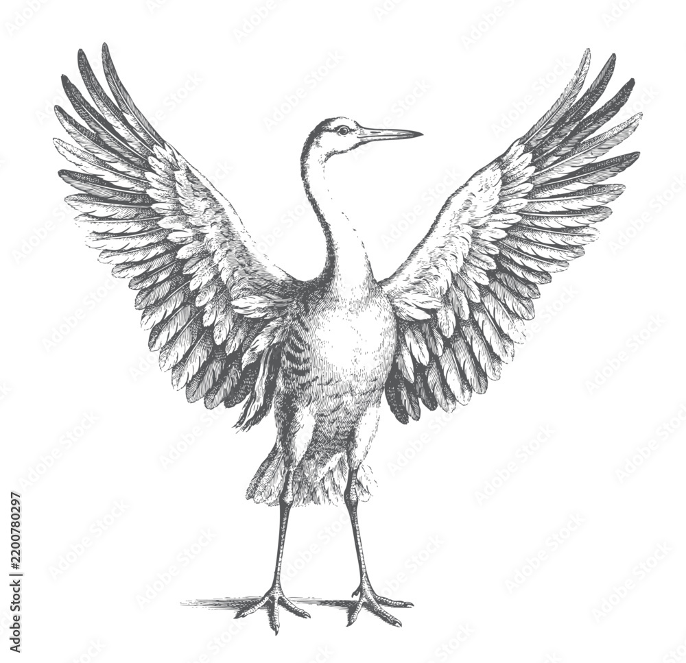 Fototapeta premium Crane bird in flight with wings spread wide in vintage engraved illustration. 