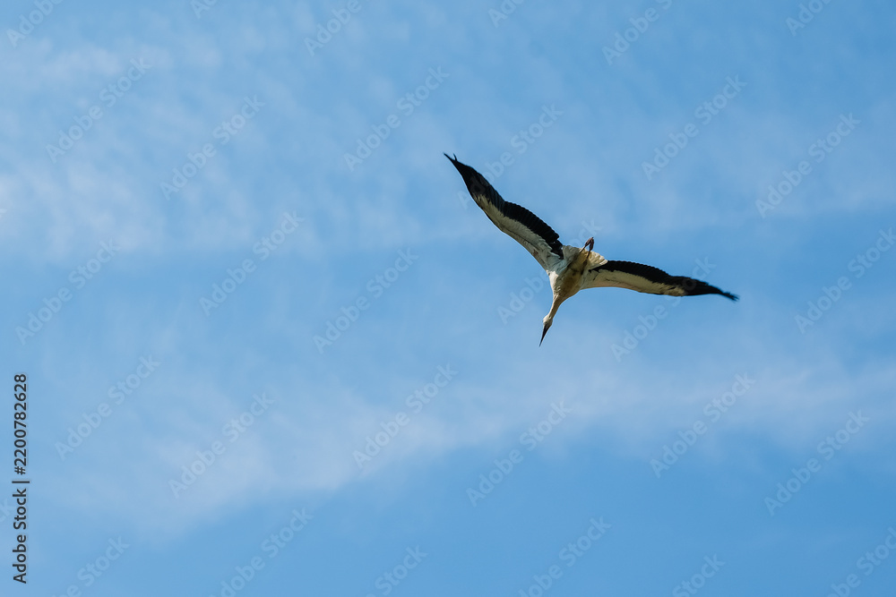Obraz premium Ciguenas flying in a clear blue sky during day
