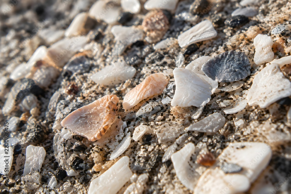 Fototapeta premium Scatter of crushed shell fragments pressed into beach sand with pale broken edges catching the light