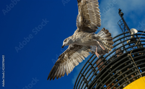 Bild auf Leinwand Gaviota en pleno vuelo detallado junto a la chimenea amarilla y negra de un crucero bajo cielo azul