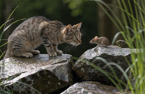 Eine getigerte Katze beobachtet eine Maus