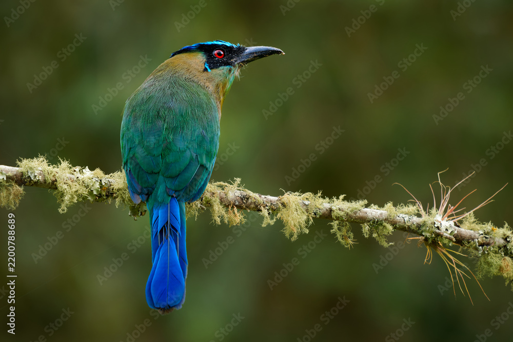 Obraz premium Andean Motmot, Momotus aequatorialis -- alert bird on moss-covered branch, head turned to show turquoise crown and red eye, long racket-tipped tail hanging in Colombian Andean cloud forest