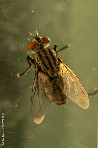 Obraz na płótnie Fly close up