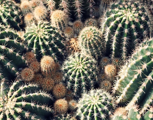 Cuadro en lienzo A cactus plant growing in a natural desert environment, showcasing its distinctive shape, green texture, spines, and adaptation to dry conditions
