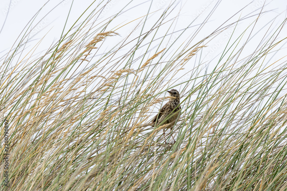 Obraz premium Meadow Pipit in Dune Grass