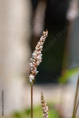 Persicaria alba junior flowers in bloom