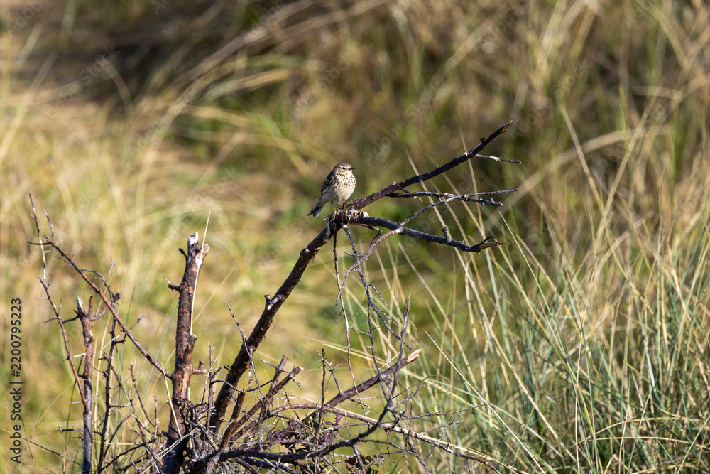 Fototapeta premium Meadow Pipit Perched on a Branch