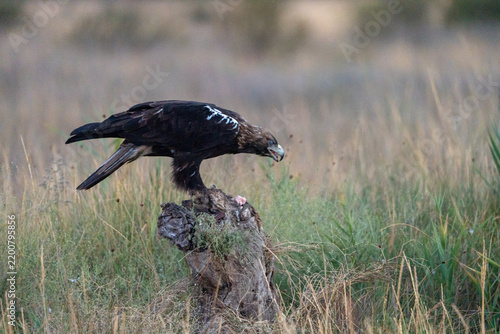 Iberian Imperial Eagle (Aquila adalberti) photographed in Spain