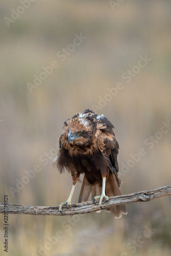 Western marsh harrier (Circus aeruginosus) photographed in Spain