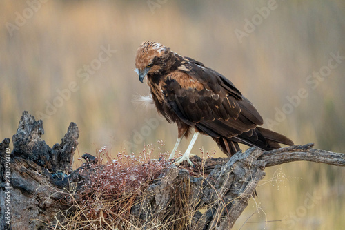 Western marsh harrier (Circus aeruginosus) photographed in Spain