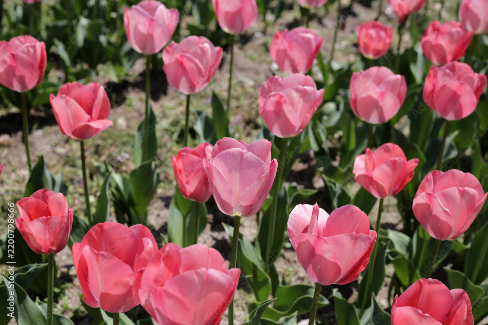 Fototapeta premium Beautiful tulips blooming in a garden bed.