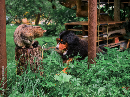 Photography Brown tabby cat perches atop a tree stump in a lush green forest