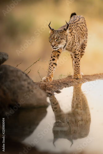 Iberian Lynx Stalking at Water's Edge with Reflection