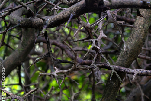 Entangled Thorny Branches and Twigs in Forest
