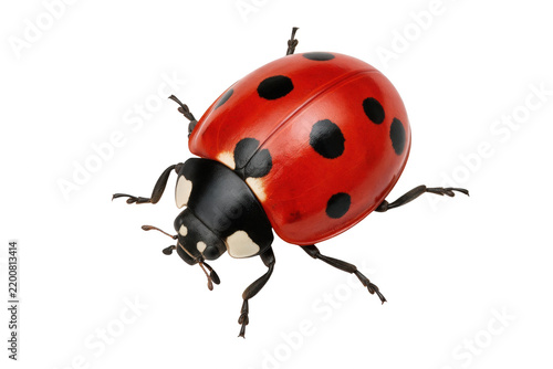 Detailed Macro Image of a Red Seven Spot Ladybug
