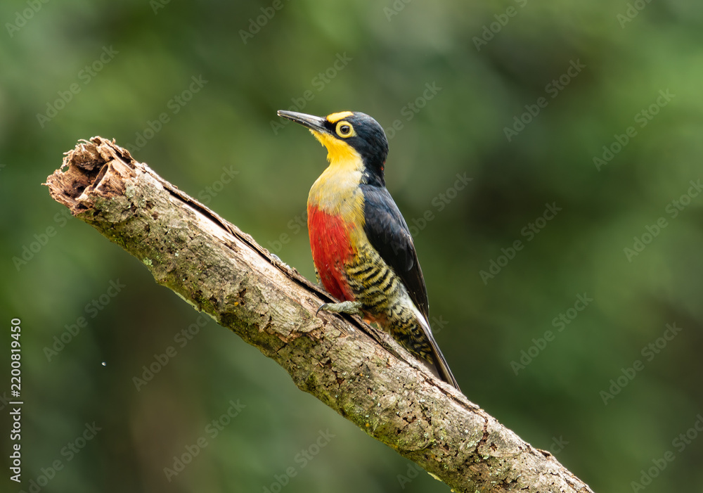 Obraz premium Colorful Woodpecker in Natural Habitat