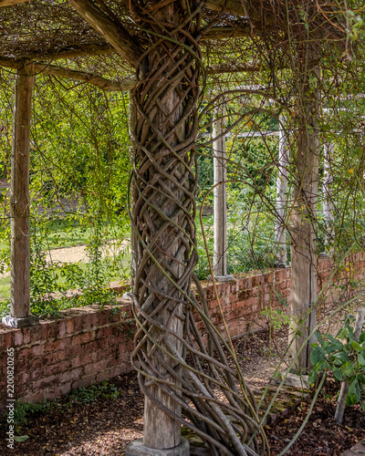 Foto Country house garden with ornately entwined tree branches.