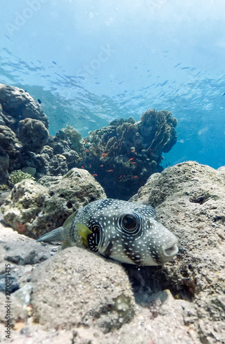 Obraz na plátně White-spotted pufferfish (Arothron hispidus) in the Red Sea