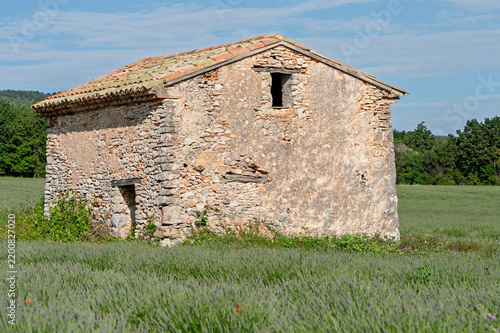 Feldscheune in einem Lavendelfeld, Provence