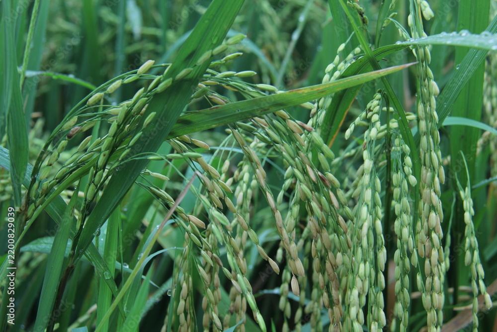 Obraz premium a cluster of yellowing rice stalks in the paddy fields