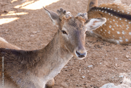 A young male fallow deer rests on the ground in a zoo. Its brown fur is spotted with white, and it has small antlers. Another deer is visible in the background.
