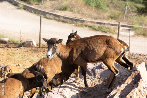 A group of brown mountain goats climbing on rocky terrain in a zoo setting. The animals exhibit strong, agile bodies and are surrounded by natural vegetation.
