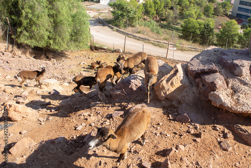 A group of goats climbing rocky terrain in a zoo setting. The scene includes several brown and black goats navigating the hillside.