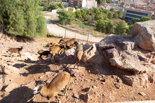 A group of goats grazing on rocky terrain in a zoo setting. The scene includes several brown and tan goats among rocks and greenery.