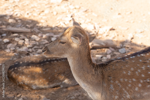 A close-up of a spotted deer resting in a zoo environment. The deer has a light brown coat with white spots and a calm expression.