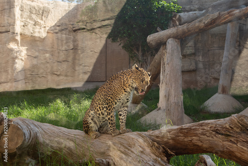 A leopard sits on a log in a zoo enclosure. The background features rocky walls and green grass, creating a natural habitat setting.