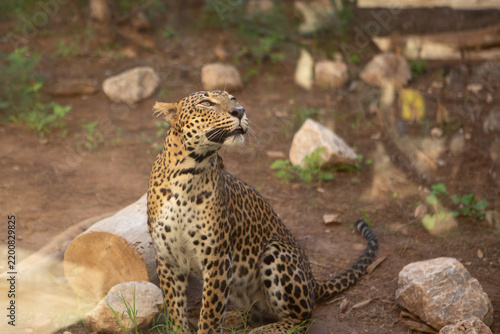 A leopard sits gracefully in a zoo enclosure. Its distinctive spotted coat and alert posture highlight its beauty. Surrounding rocks add to the natural setting.