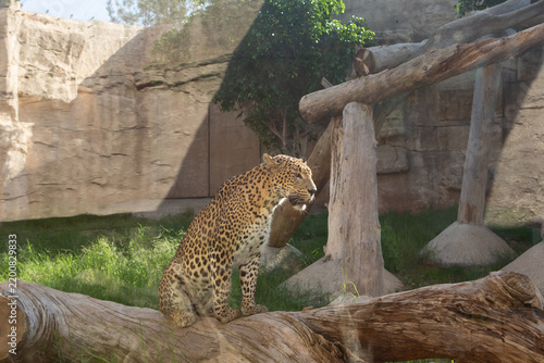 A leopard sits on a log in a zoo enclosure. The animal has a spotted coat and is surrounded by grass and wooden structures.