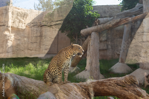 A leopard sits on a wooden log in a zoo enclosure. The background features rocky walls and green grass, creating a natural habitat setting.