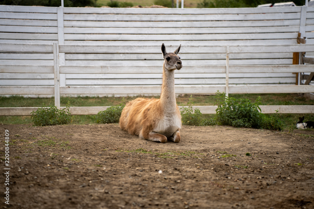 Obraz premium Guanaco camelid lying on ground in paddock near white wooden plank fence, representing South American wildlife and farm fauna.
