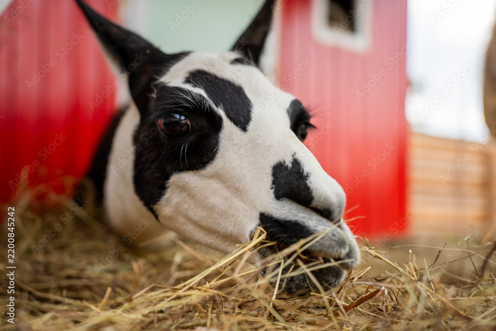 Fototapeta premium Spotted black and white llama eating dry hay in wooden barn stall on farm, representing livestock care, animal feeding, and rural agriculture.