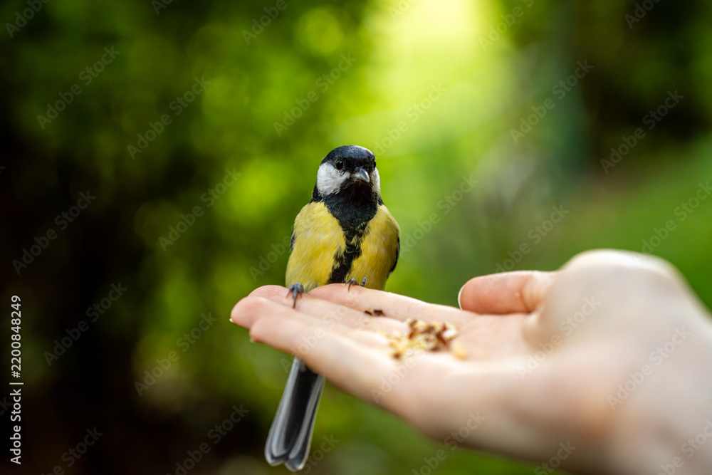 Obraz premium Great tit bird perched on human palm eating seeds outdoors in park, representing wildlife feeding, trust, harmony, and connection with nature.