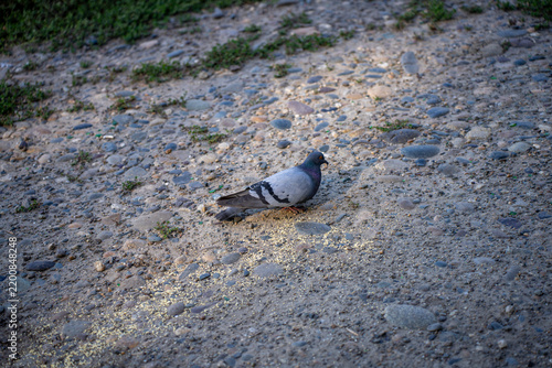 Fotografía Feral rock pigeon pecking and eating scattered grain seeds on rough gravel ground outdoors during daytime