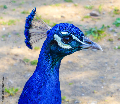Фотография close up of peacock